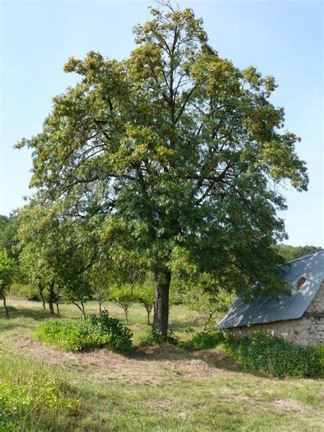 Le Cormier Ou Sorbier Domestique Sorbus Domestica L Est Un Arbre De