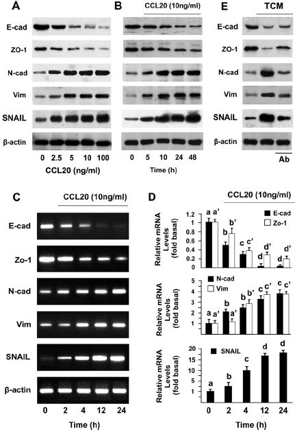 Ccl20 Induced Epithelial To Mesenchymal Transition In Healthy