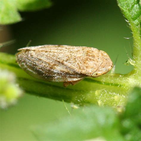 Meadow Spittlebug Philaenus Spumarius Bugguide Net