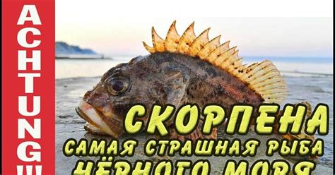 Скорпена - ядовитая рыба | Пикабу