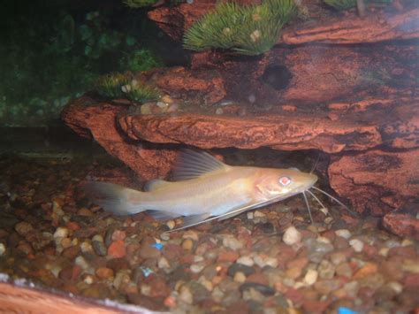 Albino Asian Red Tail Catfish Jessejames6446 Flickr