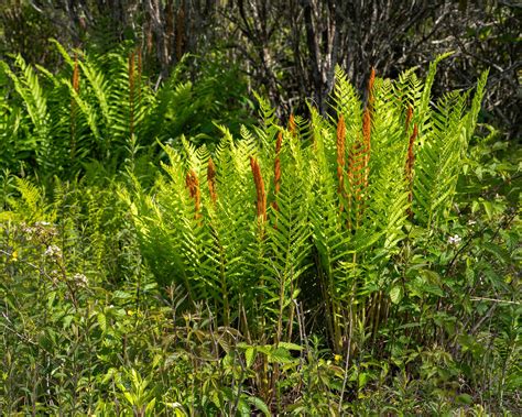 Osmunda Cinnamomea - Cinnamon Fern - Bumbee's