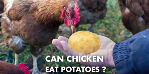 Can Chickens Eat Potatoes Raw Cooked Skin Baked Mashed