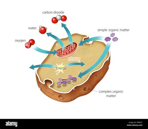 Cellular Respiration In Animal Cell - The Learning Zone The Living ...