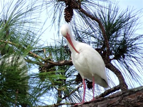 Yaprak Dökmeyen Ibis Duman Bulutu Pixabayde ücretsiz Fotoğraf Pixabay