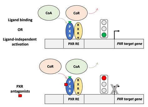 Cells Free Full Text Regulation Of Pxr Function By Coactivator And