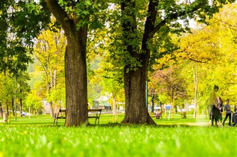 La importancia de las áreas verdes en las ciudades Beneficios Twenergy