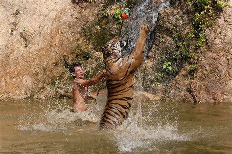 Thailand Tiger Temple Under Investigation After Reports Of Wildlife Trafficking And Illegal