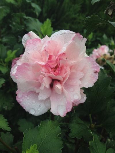 Peppermint Smoothie™ Althea From Garden Debut