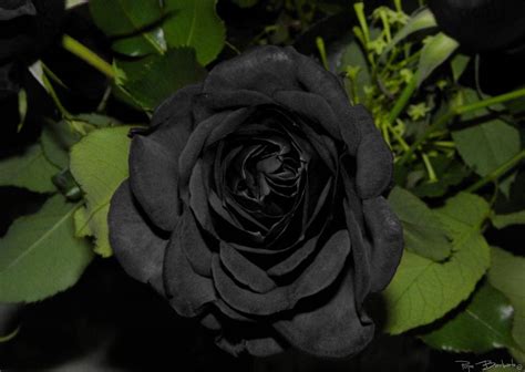 Rosas Negras Existen De Forma Natural