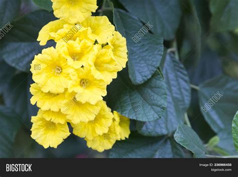 Flower Garden Sunny Image & Photo (Free Trial) | Bigstock