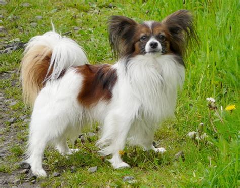 Континентальный той-спаниель (Continental Toy Spaniel) - Животные и природа