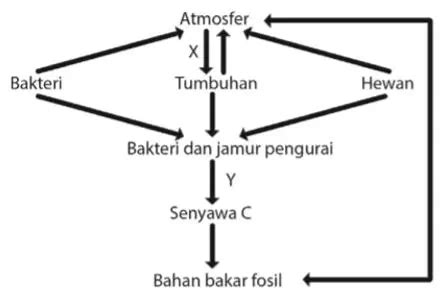 Perhatikan skema daur karbon berikut! – idschool.net