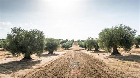 Innovaci N Sostenible En La Agricultura Estudio Revela Los Beneficios