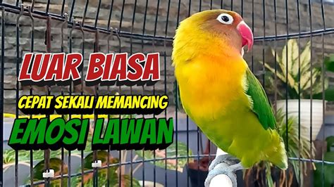 Luar Biasa Suara Burung Lovebird Ngekek Panjang Ini Sangat Cepat