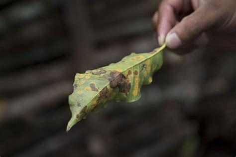 Devastating 'coffee rust' fungus raises prices on high-end blends ...