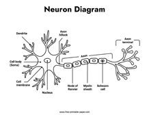 Blank Neuron Diagram – Free-printable-paper.com