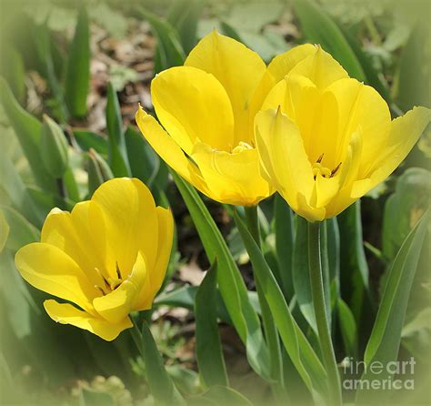 Three Golden Tulips In Late Spring Photograph By Dora Sofia Caputo Pixels