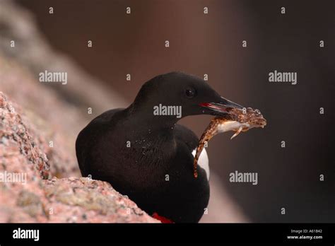 Black Guillemot With Sculpin In Its Beak Stock Photo Alamy
