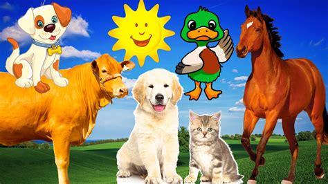 Farm Animals Cow Duck Cat Dog Horse Animal Sounds Part 1