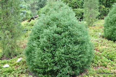 Chamaecyparis Thyoides Heatherbun The Site Gardener