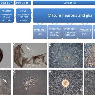 Proliferation And Karyotyping Of Neural Progenitor Cells A Total