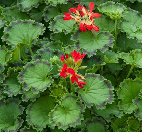 Pelargonium Distinction Fancy Leaf Geranium Garden