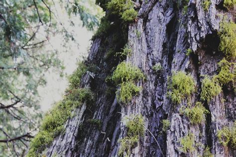 Free Images Tree Forest Rock Branch Leaf Flower Trunk Terrain