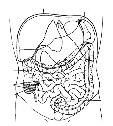 Verdauungstrakt 8 Diagram Quizlet