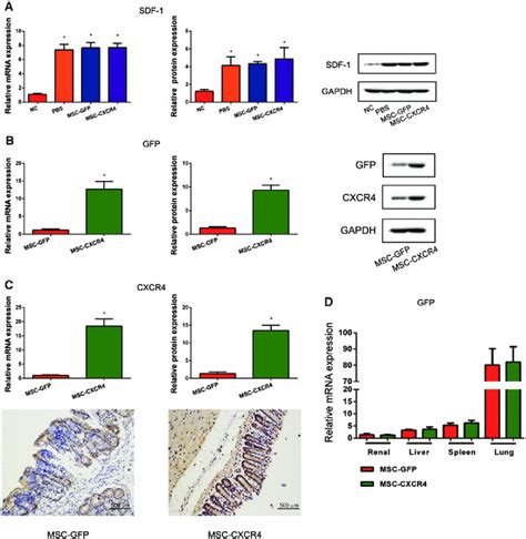 The Role Of The Sdf 1cxcr4 Pathway In The Homing Of Mscs To Inflamed