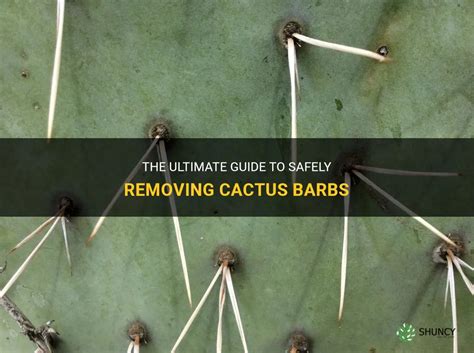 The Ultimate Guide To Safely Removing Cactus Barbs Shuncy