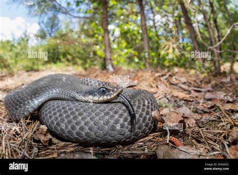 Gravid Eastern Hognose Snake From Massachusetts Stock Photo Alamy