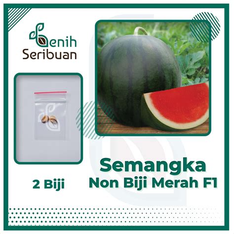 Jual Benih Seribuan Bibit Buah Semangka Non Biji Merah F Hibrida