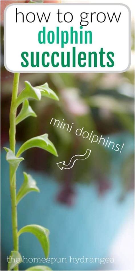 How To Propagate String Of Dolphins Succulents And Care For Them