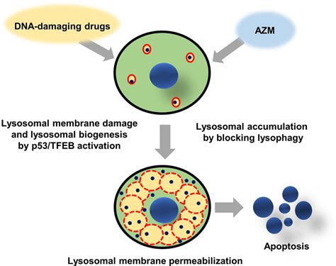 Schematic Diagram Of Azithromycin Azm Enhanced Lysosomal Membrane