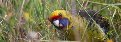 Wildlife And Birdwatching Tours In Tasmania Pepper Bush Adventures