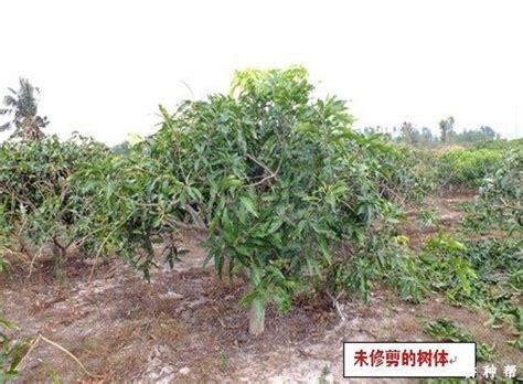 芒果树怎么样修剪？【耕种帮种植网】