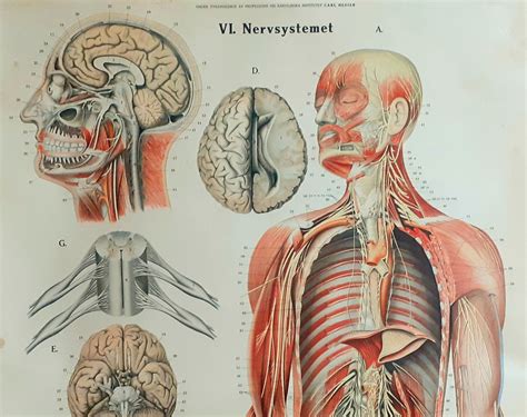 Se Produkter Som Liknar Ldre Skolplansch Anatomisk P Tradera