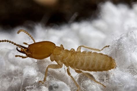 Termite Facts For Kids Termite Information For Students