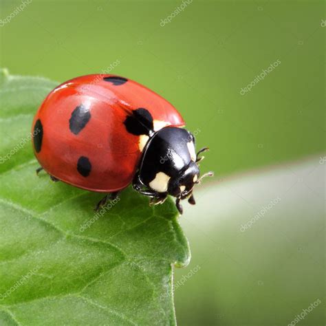 Ladybug On Leaf Stock Photo Chepko