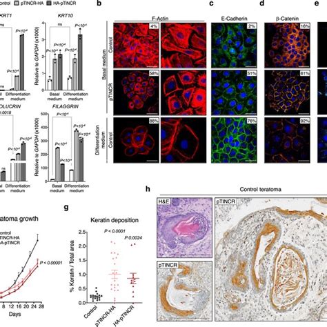 Ptincr Overexpression Promotes Differentiation In Several Epithelial