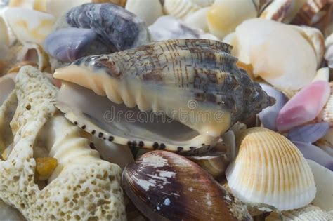 Collection Of Sea Shells Stock Photo Image Of Cutout