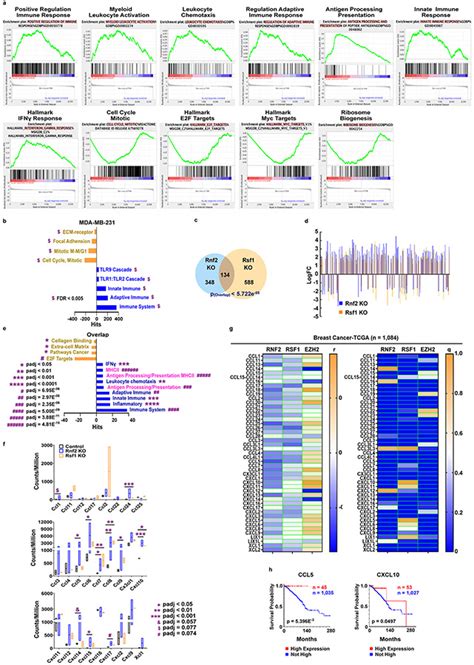 Rnf Ablation Reprograms The Tumor Immune Microenvironment And