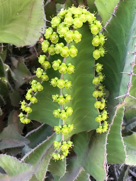 Fleuriste Isabelle Feuvrier Les Euphorbias