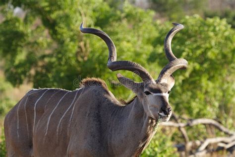 Greater Kudu Spiral Horned Antelope Stock Photo Image Of Stripes