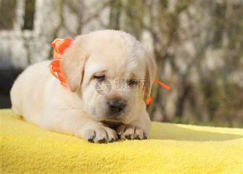 快乐的黄色拉布拉多小狗孩子幸福喜悦朋友桌子宠物猎犬黄色高清图片下载 正版图片322106024 摄图网