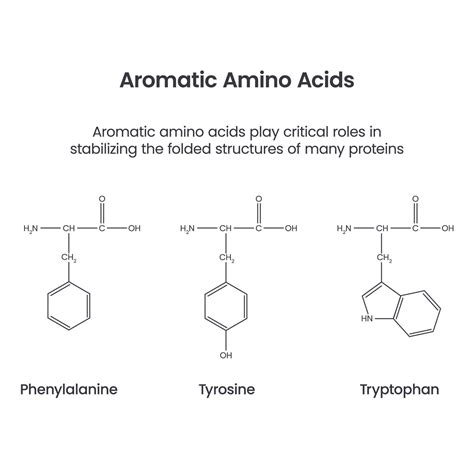 Aromatic Amino Acids Biochemistry Science Vector Infographic 20561311