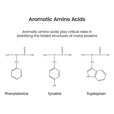 Aromatic Amino Acids Biochemistry Science Vector Infographic