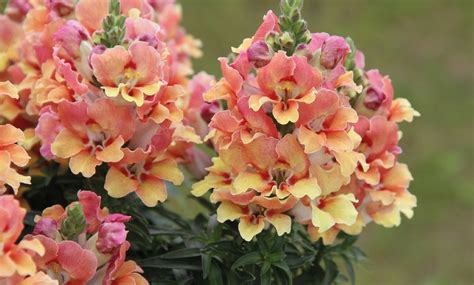 Snapdragon Dazzling Lips Sunset Collection Jumbo Plug Plants Groupon