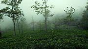 Category:Tea plantations in Coonoor - Wikimedia Commons